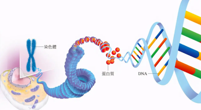 做一个三代试管婴儿要花多少钱？请注意价格公告！